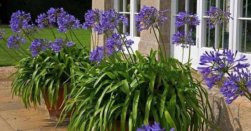 Chăm sóc sau khi trồng - Kinh nghiệm cách trồng hoa thanh anh hiệu quả