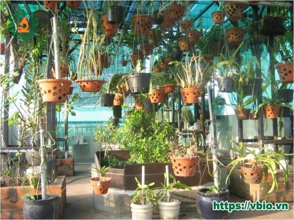 Khu vực trồng các loại hoa lan