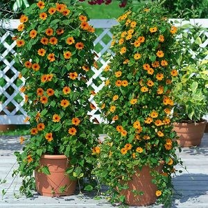 Hoa Mắt Huyền nở rộ với nhụy đen đặc trưng