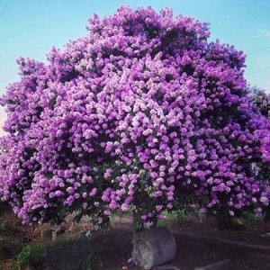 Hình ảnh cây bằng lăng tím với chùm hoa lớn màu tím rực rỡ