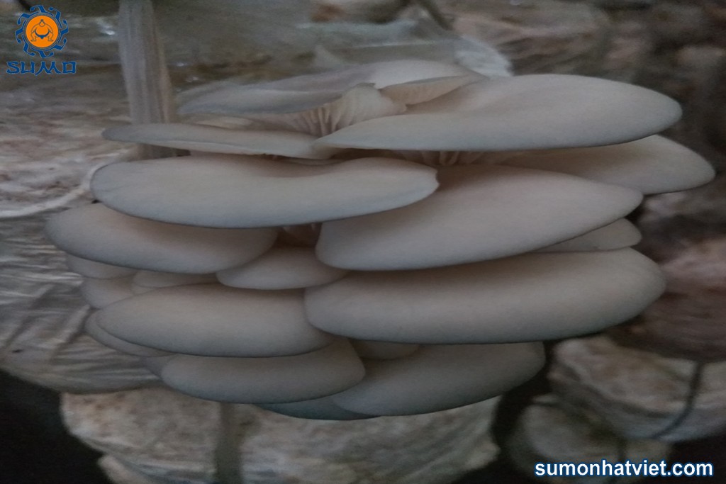Nấm sò tươi sau thu hoạch