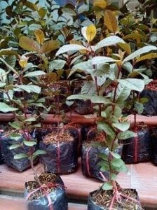 Giống hoa đẹp luôn tự tin về chất lượng sản phẩm.