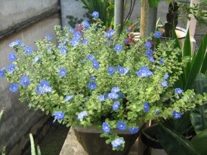 Chậu hoa Thanh Tú đặt trên ban công
