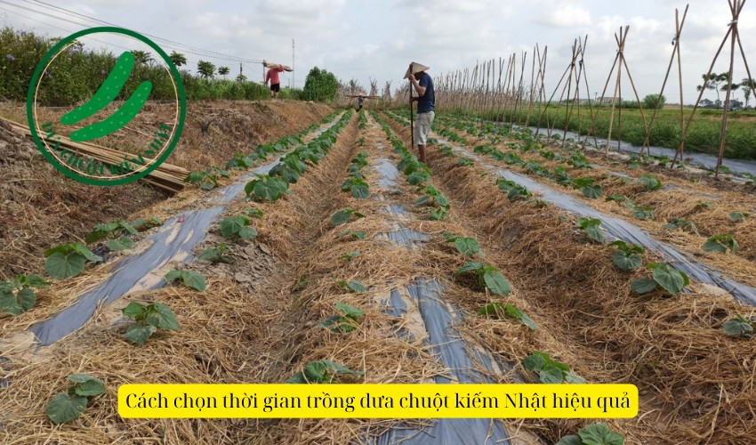 Cây dưa chuột thái non ở giai đoạn phát triển ban đầu trong cách trồng