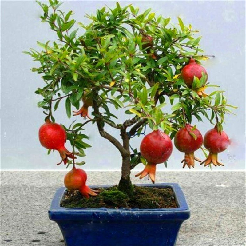 Gói hạt giống lựu lùn