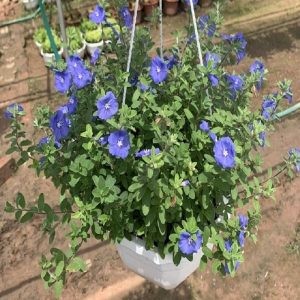 Cây Thanh Tú trồng trong chậu treo