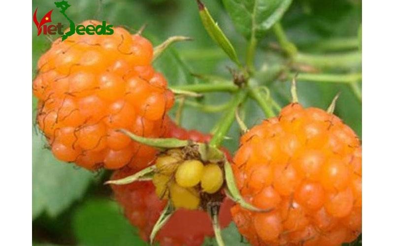 hạt giống mâm xôi vàng chất lượng