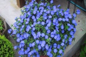 Lót vật liệu thoát nước dưới đáy chậu khi trồng cây thanh tú