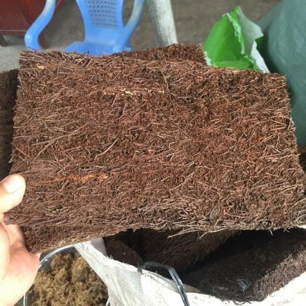 Hoa lan được trồng trên giá thể dớn bảng xanh tốt