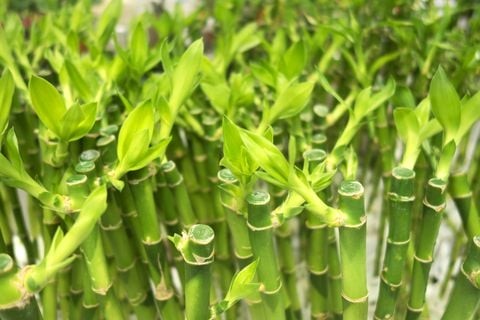 Đất trồng lý tưởng cho cây phát tài lộc: Tơi xốp, giàu dinh dưỡng