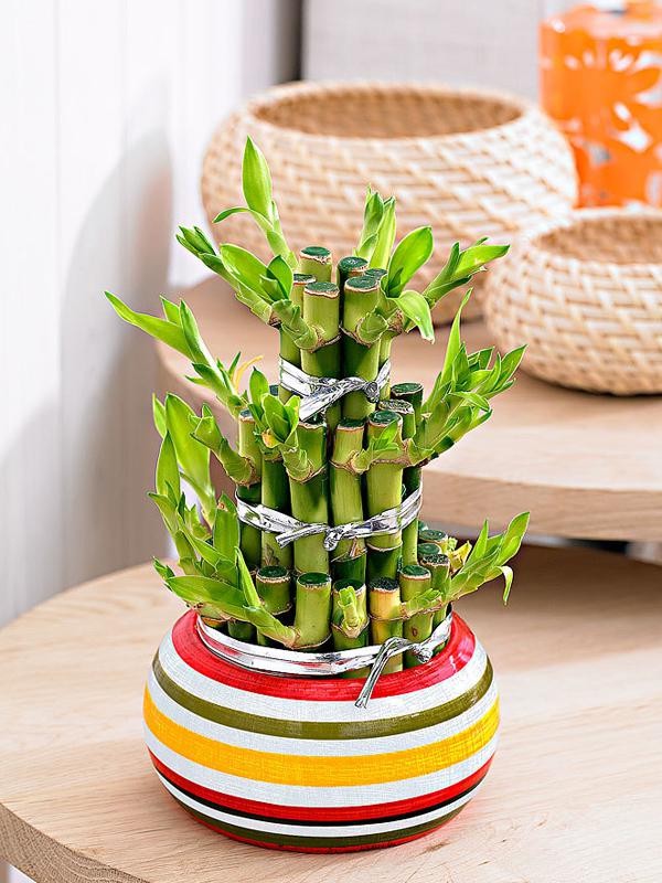 Cách trồng cây phát tài lộc: Buộc các cành lại để tạo dáng
