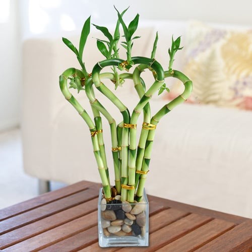 Hướng dẫn trồng cây phát tài lộc: Đổ sỏi vào bình thủy tinh