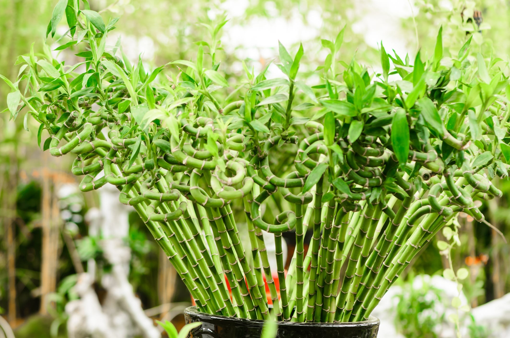 Chăm sóc cây phát tài lộc: Phun sương giữ ẩm cho lá