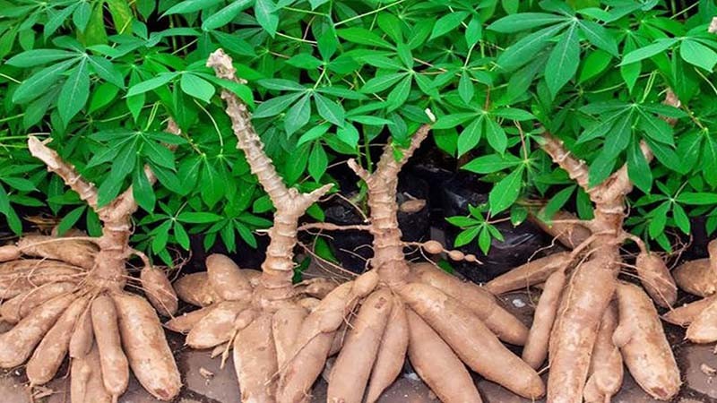 Hình ảnh minh họa quy cách trồng mì trên cánh đồng