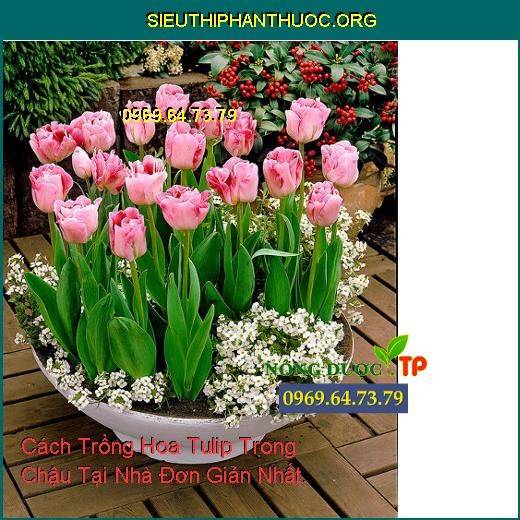 Chuẩn bị giá thể và chậu trước khi trồng củ hoa tulip