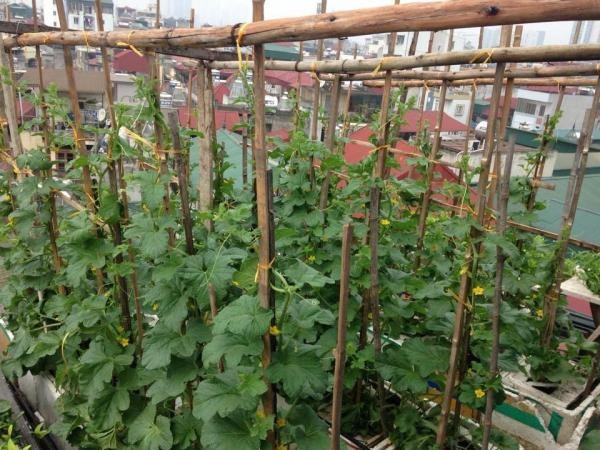 Cây dưa leo đang phát triển trên giàn chữ A