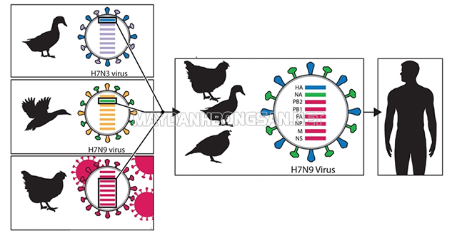 Cúm H7N9 là một đặc chủng khác trên thủy cầm và gia cầm