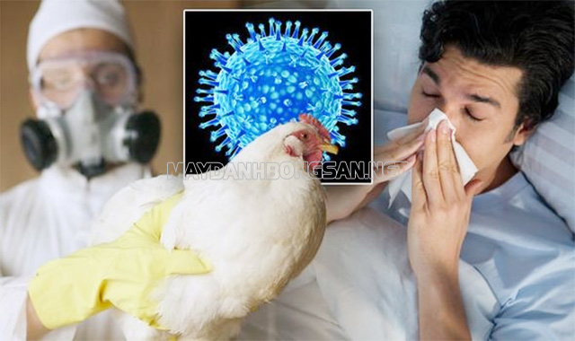 Cúm gia cầm H3N2 có nguồn lây từ gia cầm, người và chim