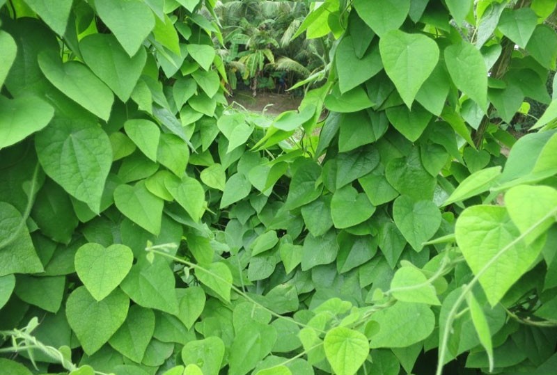 Cây sương sâm xanh tốt