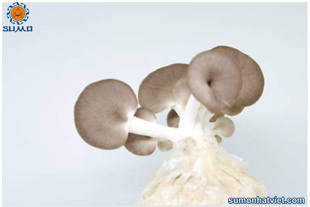 Hình ảnh minh họa nấm sò tím, một loại nấm sò phổ biến