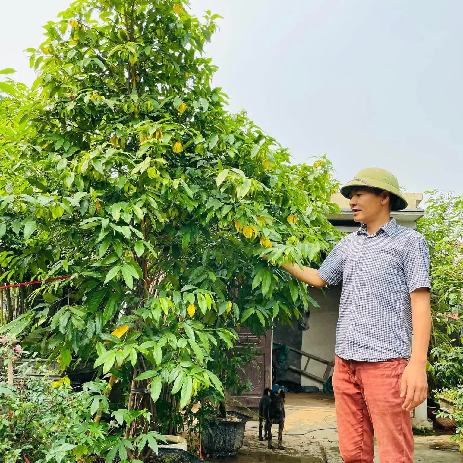 Chuyên gia Trịnh Xuân Đoàn chia sẻ kinh nghiệm về cách trồng cây cảnh nhỏ