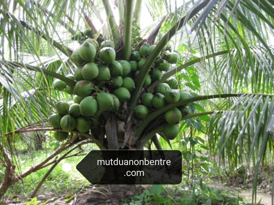cách trồng dừa xiêm dứa - chọn giống cây con