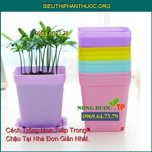 Các loại chậu nhựa và sứ phù hợp để trồng hoa tulip