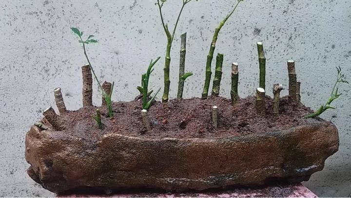 Cây đinh lăng lá tròn trồng trong chậu theo dáng bonsai