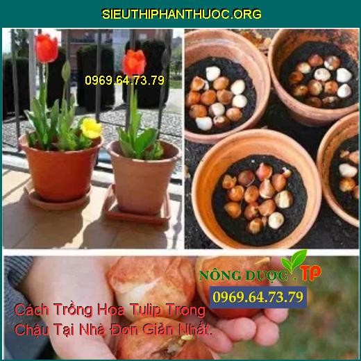 Lựa chọn củ hoa tulip giống khỏe mạnh, không trầy xước