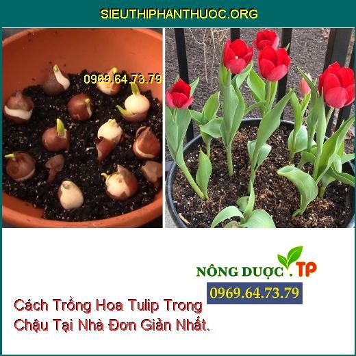 Đặt củ hoa tulip theo chiều thẳng đứng vào chậu có giá thể