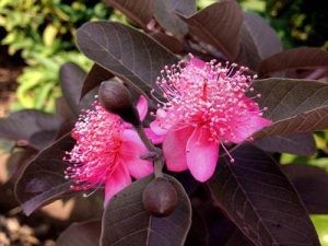 Hoa mang màu sắc cũng rất đẹp.