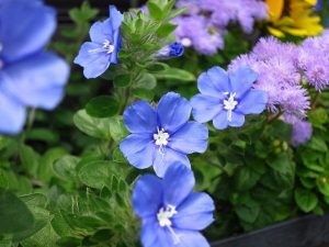 Cận cảnh hoa Thanh Tú nhỏ li ti trên nhánh cây