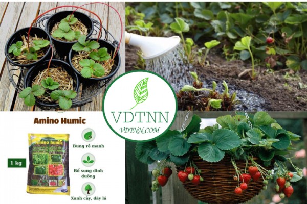 Cây dâu tây đang phát triển và ra hoa