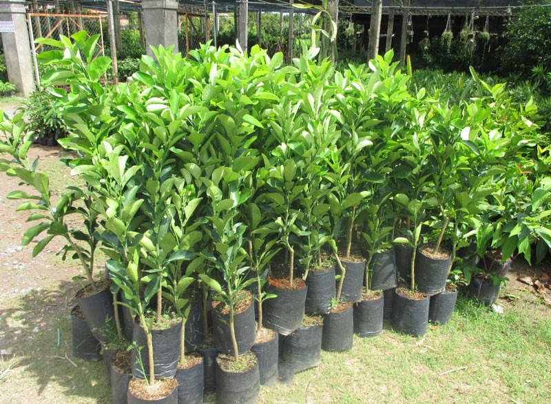 Cây bưởi trồng trong chậu cho quả sai trĩu cành
