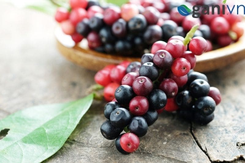 Các bài thuốc quý từ cây chòi mòi