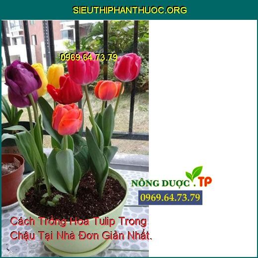 Kiểm tra sự phát triển của mầm hoa tulip sau khi trồng