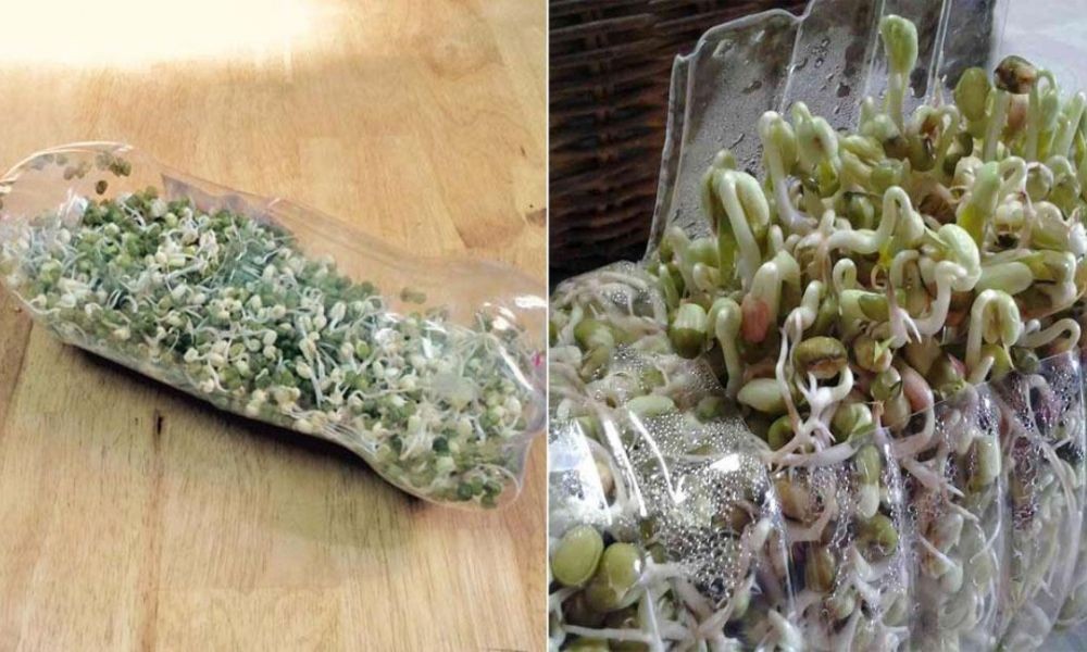 Hình ảnh minh họa cách trồng giá đỗ tại nhà trong chai nhựa tái chế