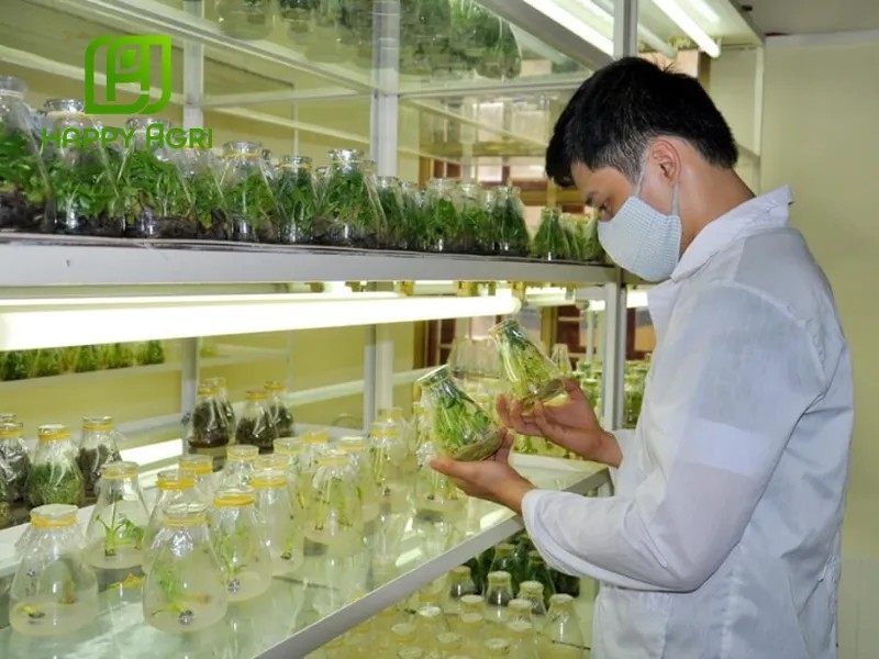 Quy trình pha chế và sử dụng chế phẩm EM thảo mộc để phun lá cho cây trồng