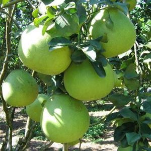 Thu hoạch bưởi năm roi đúng thời điểm