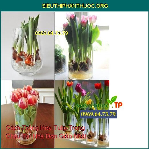 Cách giữ hoa tulip cắt cành tươi lâu trong bình với đá lạnh