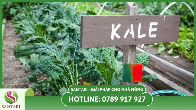Lưu ý chăm sóc cây cải Kale trong mùa đông