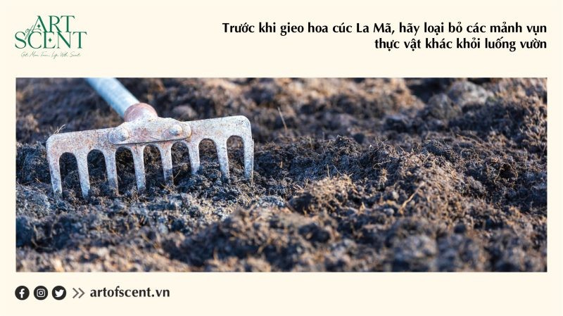 Làm sạch và làm tơi xốp đất trước khi gieo hạt cúc la mã
