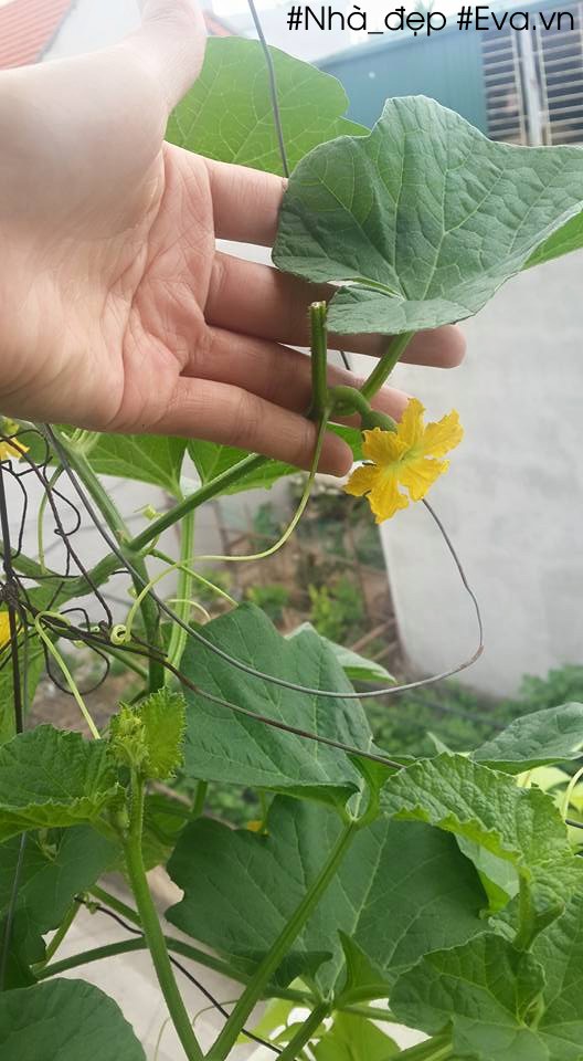 Thao tác bấm ngọn cho cây dưa lê vàng