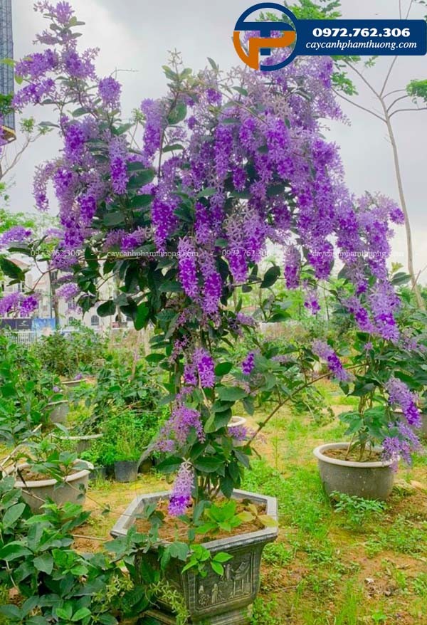Cây mai xanh thái trưởng thành đang ra hoa rực rỡ