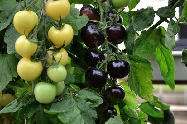 Người làm vườn đang tỉa cành lá cho cây cà chua