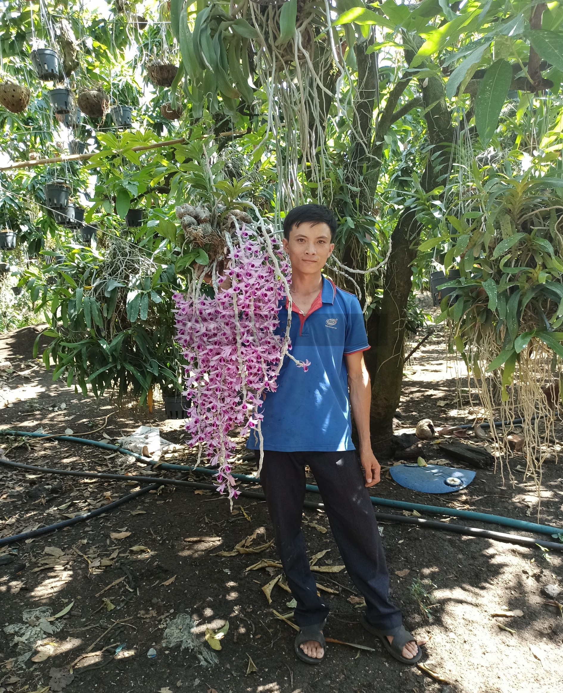 Anh nông dân Phạm Đức Triều chia sẻ cách trồng lan rừng vào chậu