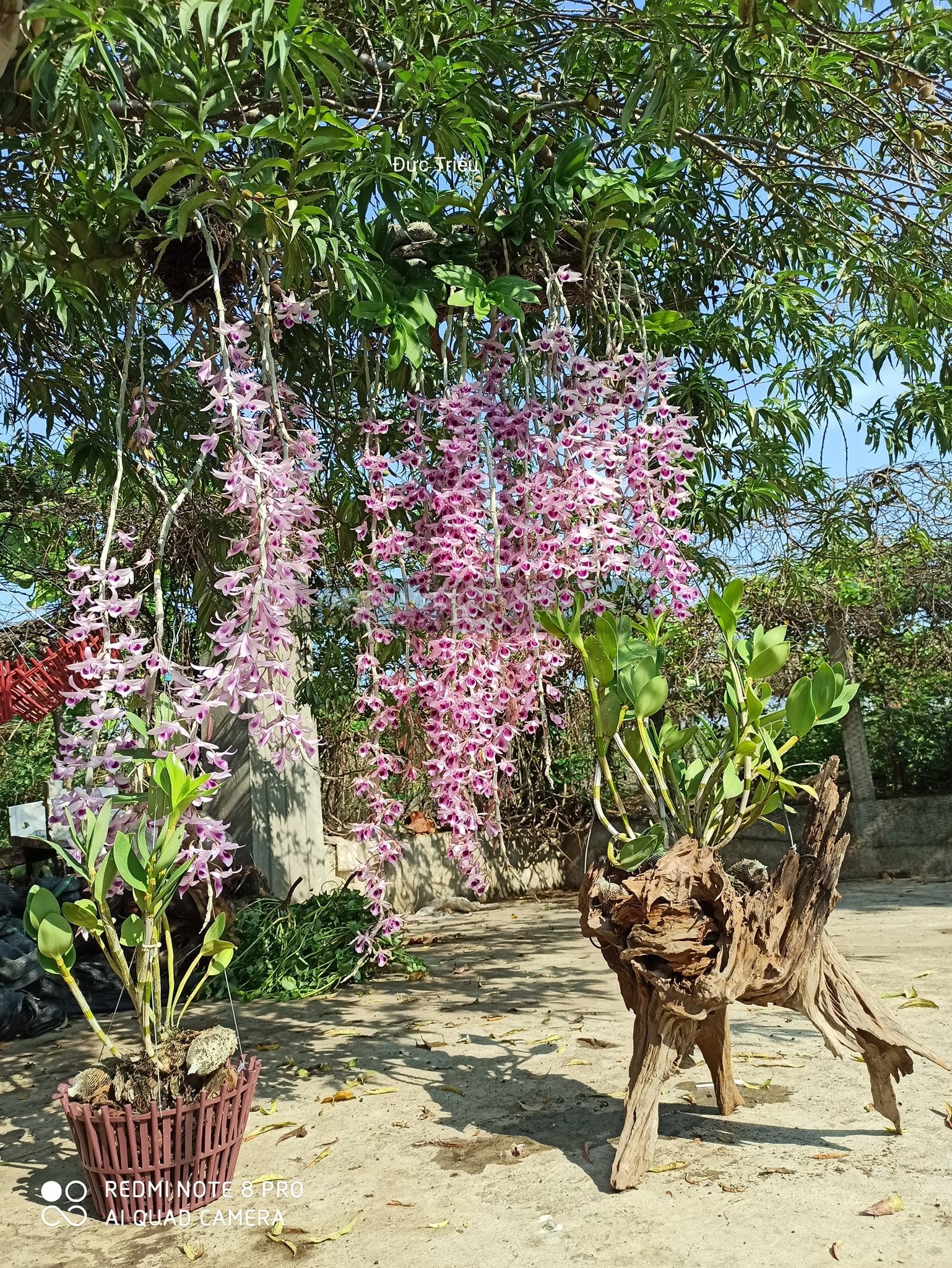 Trồng lan rừng vào chậu và ghép lan trên thân gỗ lũa