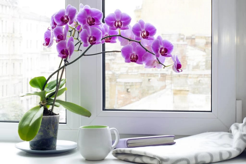 Các chậu lan hồ điệp được trồng trong nhà nhận ánh sáng gián tiếp