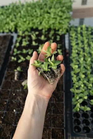 Cây giống dâu tây sẵn sàng trồng trong thùng xốp