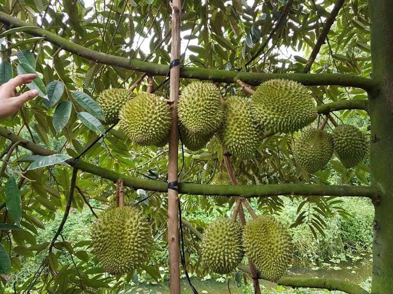 Chuẩn bị hố và đất trồng cho cây sầu riêng ghép